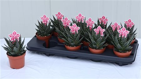 cactus karten Cactus Note Cards and Succulents Note Cards